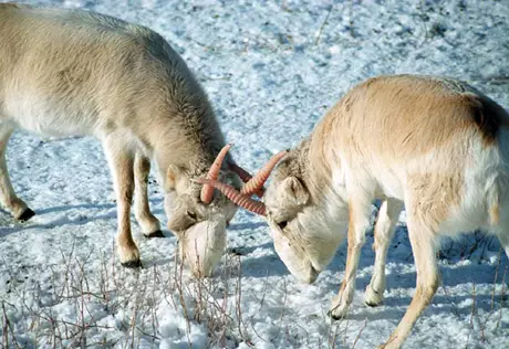 В Карагандинской области задержали двух  браконьеров