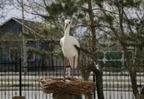 Из костанайского роддома украли статую аиста