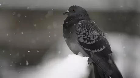 Колония голубей ушла с молотка  за 1,3 миллиона евро