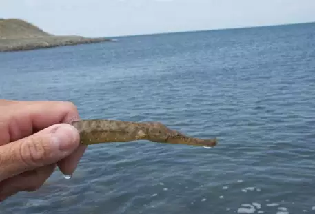 Самцы морских игл оказались плохими отцами