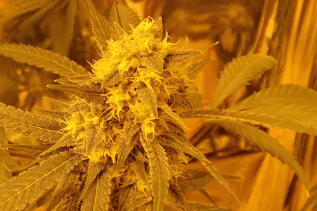 Наркодилер рассылал марихуану почтой под видом подсолнечного масла