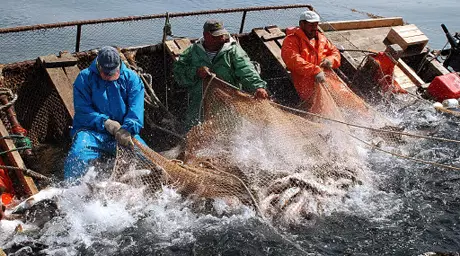 В Японии фирмам запретили ловить рыбу за дачу взяток чиновникам РФ