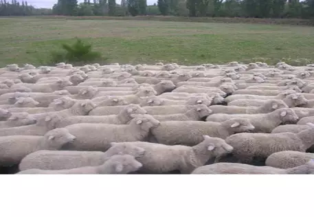 В Жезказгане при пожаре погибло стадо овец 