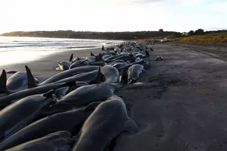 60 черных дельфинов выбросились на берег в Новой Зеландии