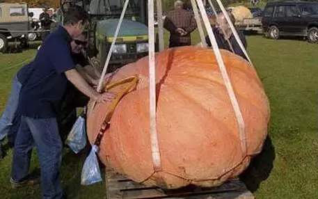 В США вырастили самую большую тыкву 