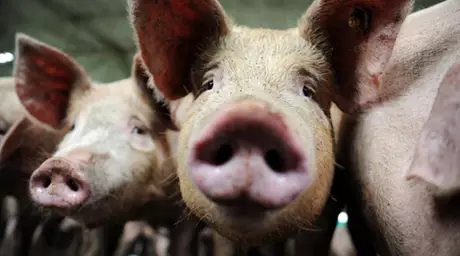 Медведев одобрил изменения в соглашении ТС о ветеринарных нормах