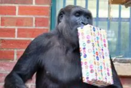 Старейшая горилла в мире отпраздновала 50-летие
