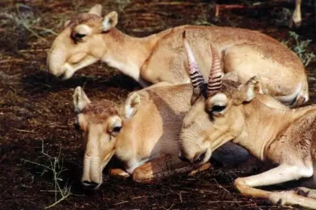 В Казахстане возбудили дело по факту массовой гибели сайгаков