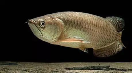 В Австралии 9-летний мальчик поймал рыбу весом в 27 килограммов