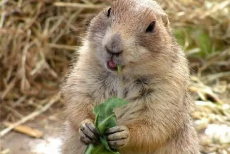 Власти Риги проведут конкурс по пуганию бобров