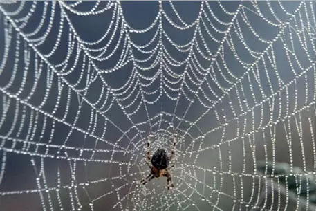 Ученые разгадали секрет прочности паутины