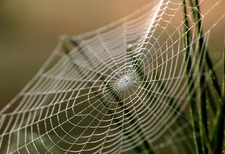 Паутину назвали лучшим материалом для изготовления прочнейших бронежилетов