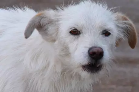 Фильм из Казахстана взял гран-при кинофестиваля в Иркутске