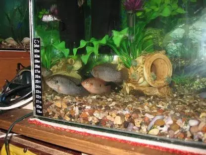 В США грабитель убил домашних рыбок-свидетелей