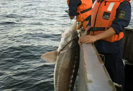 Задержанным в Мангистау браконьерам из Азербайджана грозит до 5 лет