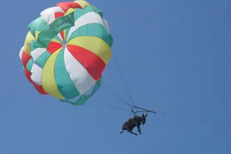 Осел-парашютист из Краснодара уедет на ПМЖ в Британию