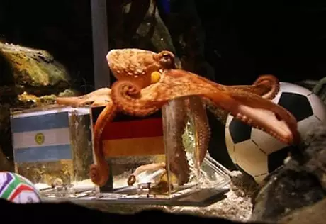 20 января в Германии осьминогу Паулю установят памятник