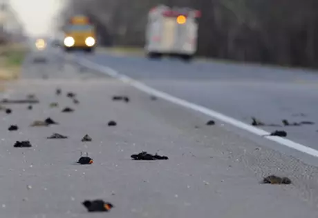 Очередной случай массовой гибели птиц произошел в Канаде