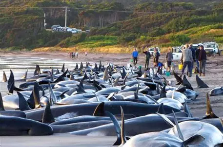 Массовое самоубийство дельфинов