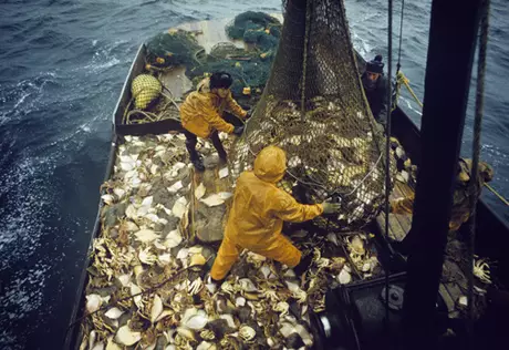 В США арестовали 112 тонн незаконно выловленного в России краба почти на 3 миллиона долларов