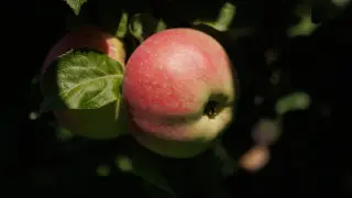 Что происходит с алматинским апортом? Как выращивают самое вкусное яблоко в мире