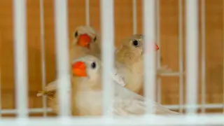 Бухгалтер с крыльями. Как житель Шымкента собрал уникальную коллекцию птиц