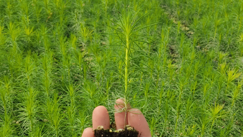 Фото: КазНИИЛХА