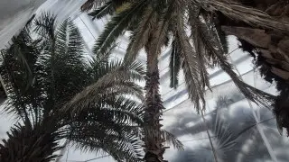 Пальмы в разрушенной оранжерее в Алматы