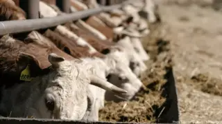 Бешенство или ящур? Об эпидемии у соседей и рисках для Казахстана