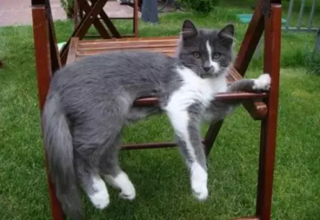 Пропавший во время урагана "Катрина" кот вернулся домой