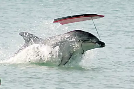 Погибшего новозеландского дельфина похоронили в голубом гробу
