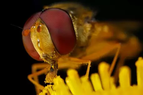 В Великобритании пчеловода убили собственные пчелы