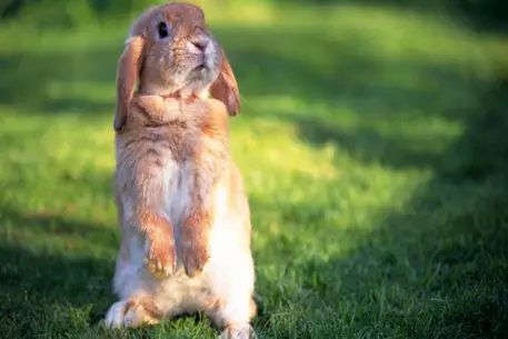 Кролики стали помехой для изучения вселенной