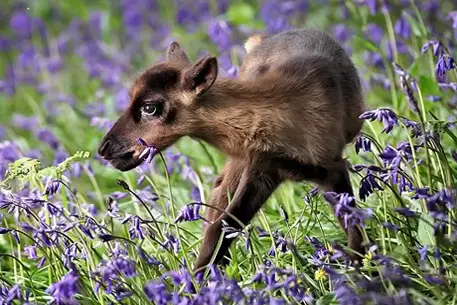 В Британии впервые за 10 тысяч лет родился северный олень