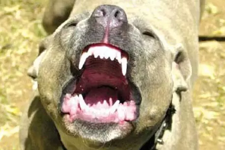 В Британии осудили владельца загрызшей ребенка собаки