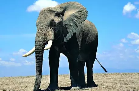 Слонов признали национальным достоянием Индии