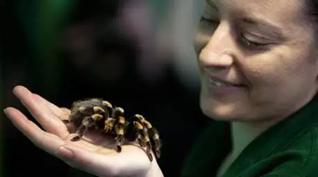 Немец разбогател на контрабанде пауков-птицеедов