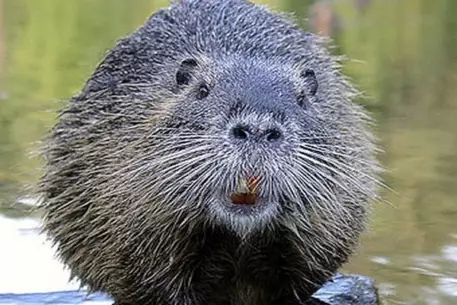 В Австрии бобр оставил без электричества две тысячи семей