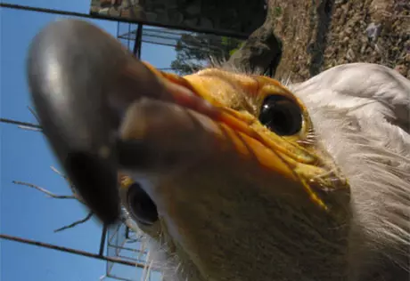 Стервятников-геев разлучат! 