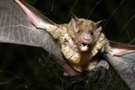 Больные бешенством летучие мыши покусали 500 человек в Перу