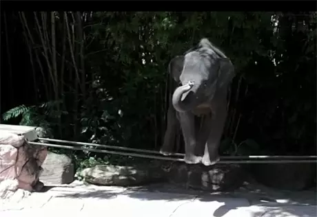 Таиландский зоопарк представил шоу "Слон-канатоходец"