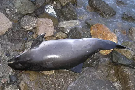 Двадцать процентов животных и растений Земли могут исчезнуть