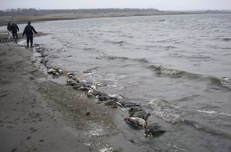 Более тысячи погибших птиц найдены в Азовском море