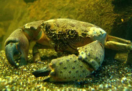 Крабы по "50 юаней". Но вчера!