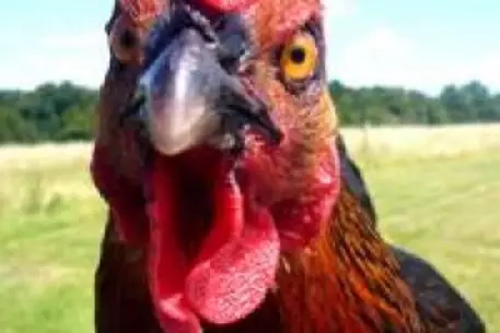 Китай отказался импортировать американскую курятину