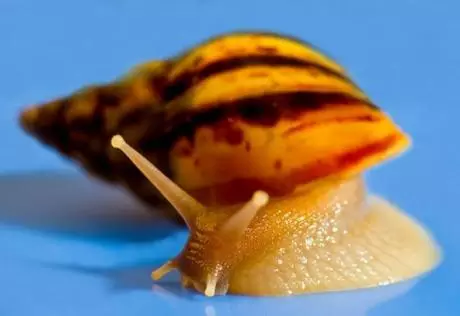 "Водоканал Санкт-Петербурга" нанял гигантских улиток