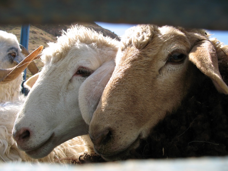 ©Зоя Махашева-Жмуд