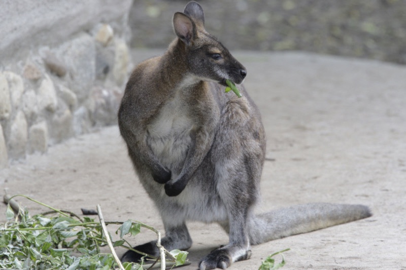 Кенгуру. Фото ©РИА Новости
