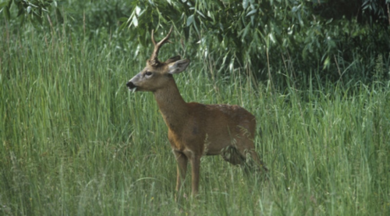 Косуля. Фото РИА Новости©