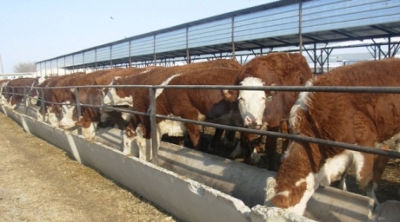 Фото с сайта pm.kz